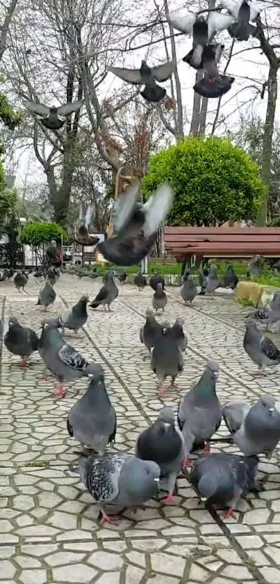 Flock of pigeons in a park with greenery and paving.