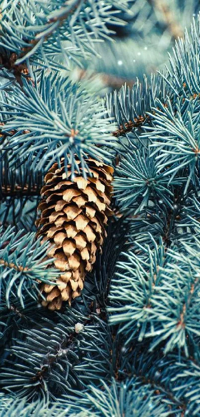 Blue-green pine foliage with cone closeup wallpaper.