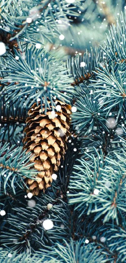 Close-up of pine cone nestled in lush evergreen leaves.