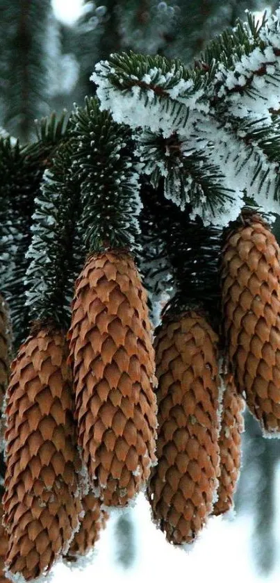 Snow-covered pine cones hanging from a branch.