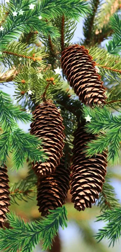 Close-up of pine cones and evergreen branches.