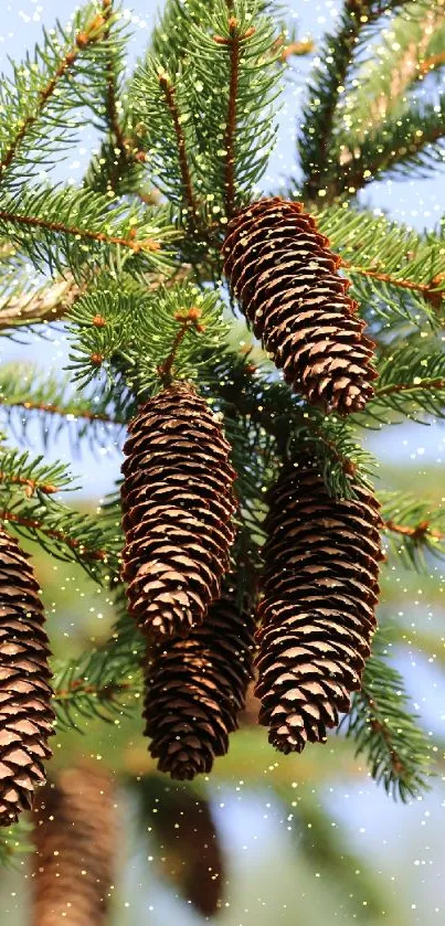 Sunlit pine cones hanging on lush green branches.