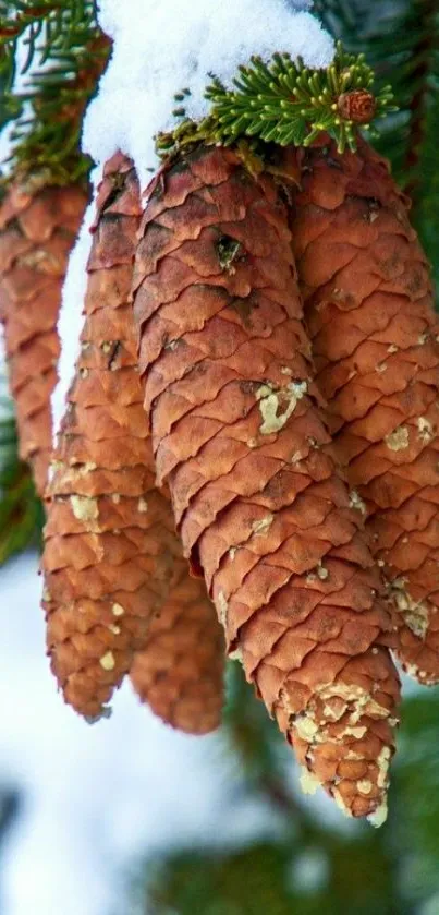 Snowy pine cones on evergreen branch close-up.