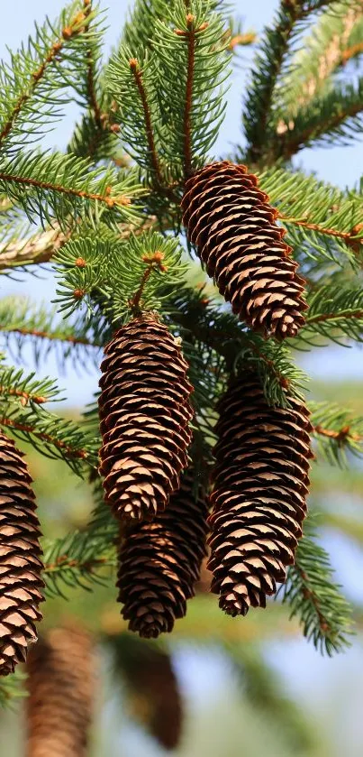 Pine cones hanging on green branches in a forest setting.