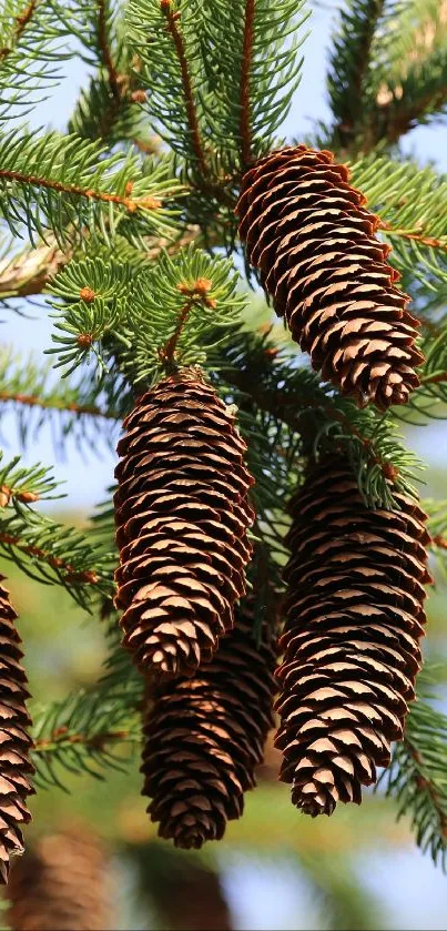 Close-up of pine cones on evergreen branches in natural setting.