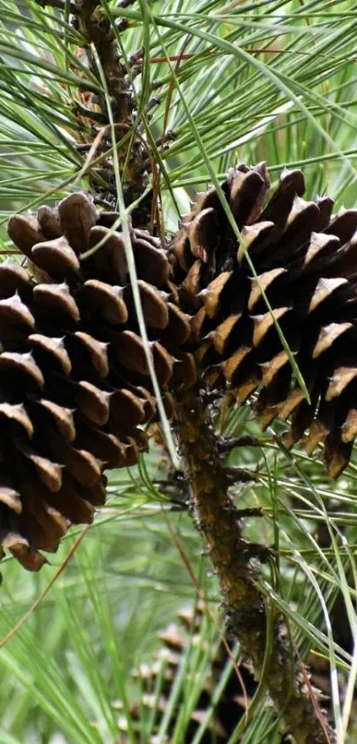 Pine cones and green needles mobile wallpaper.