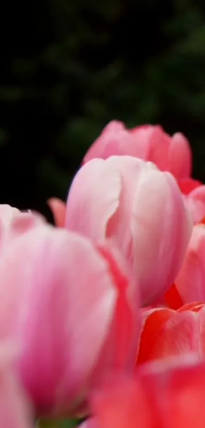 Close-up of pink and red tulip flowers in bloom.