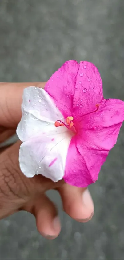 Close-up of a pink and white flower held in hand.