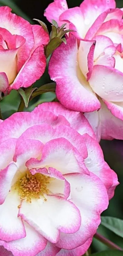 Close-up of vibrant pink and white rose flowers in bloom.