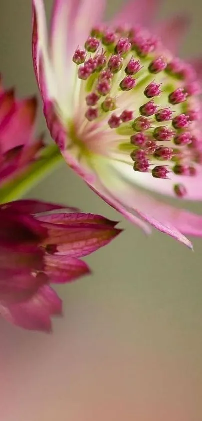 Purple flower wallpaper with green and pink accents.