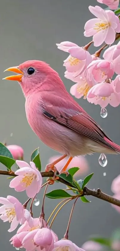 Pink bird on a cherry blossom branch with dew drops.