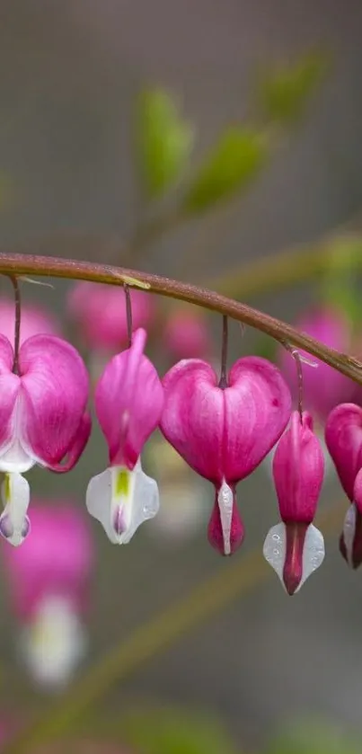 Pink bleeding heart flowers in vibrant bloom on a delicate branch.