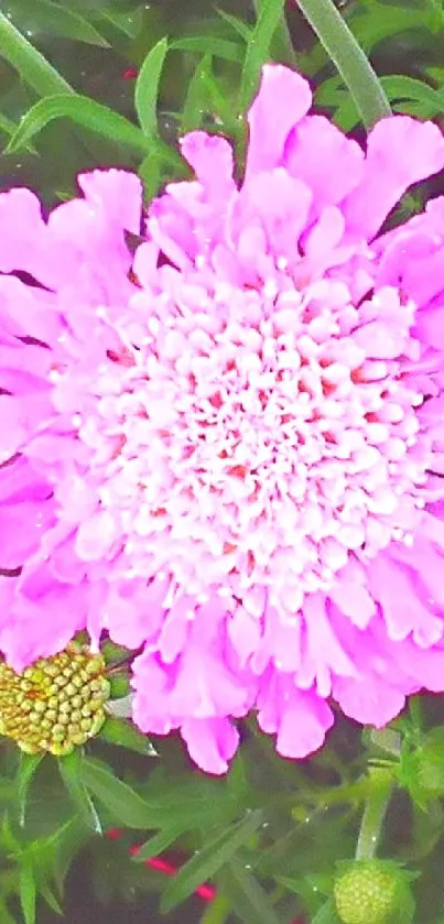 Close-up of a vibrant pink flower amid fresh green foliage.