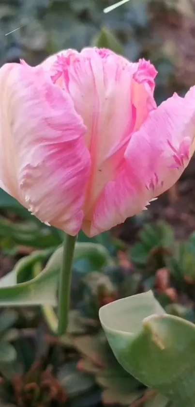 Beautiful pink tulip with green leaves.