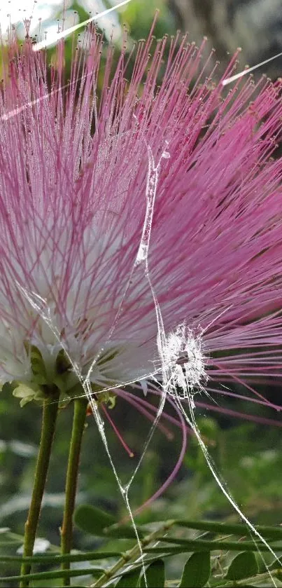 Close-up of a pink flower bloom in nature.