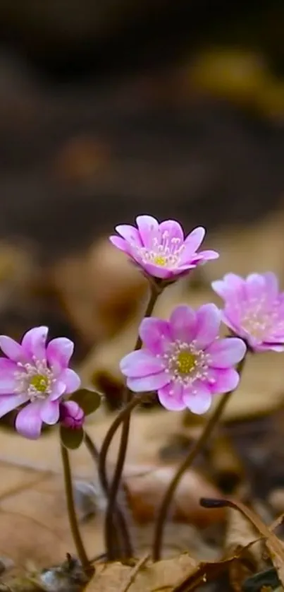 Delicate pink flowers with an earthy background.