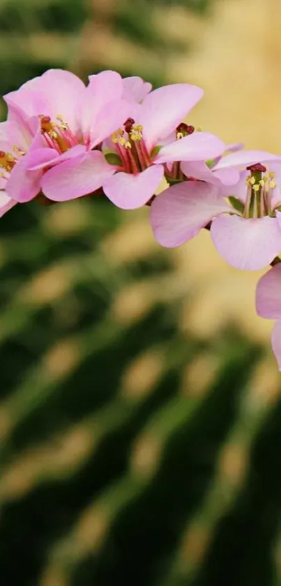 Pink flowers against a green blurred background