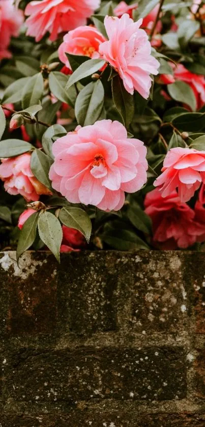 Vibrant pink flowers with green leaves over a rustic brick wall.