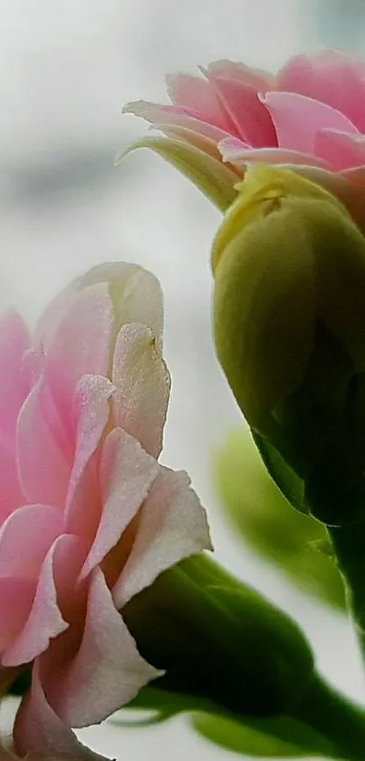 Close-up of pink flowers with blurred background.