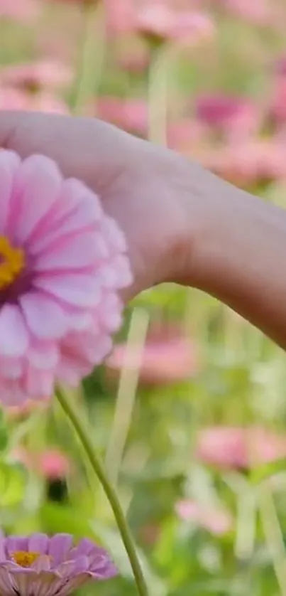 Close-up of a hand holding a pink blossom in a field of flowers.