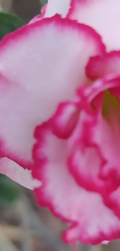 Close-up of a pink flower with soft focus petals.