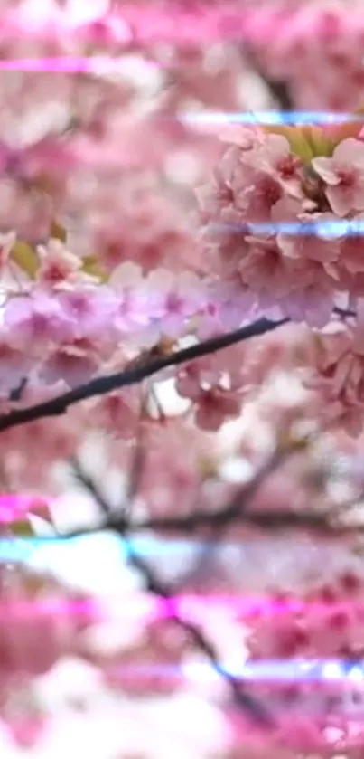 Pink cherry blossoms with neon accents.