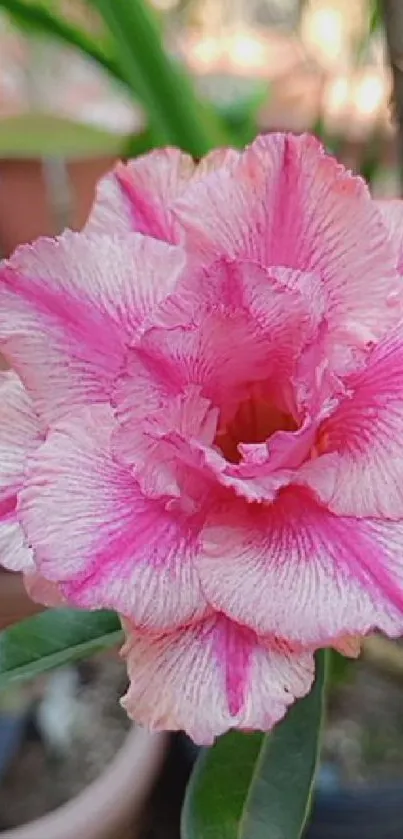 Vibrant pink flower blooming in a garden pot.