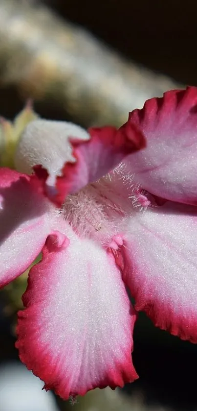 Pink flower with white center petals in sunlight.