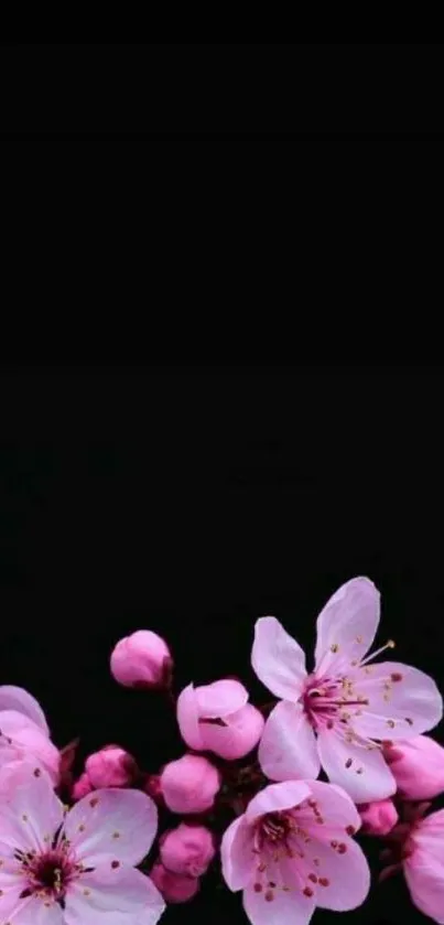 Minimalist wallpaper with pink cherry blossoms on black background.