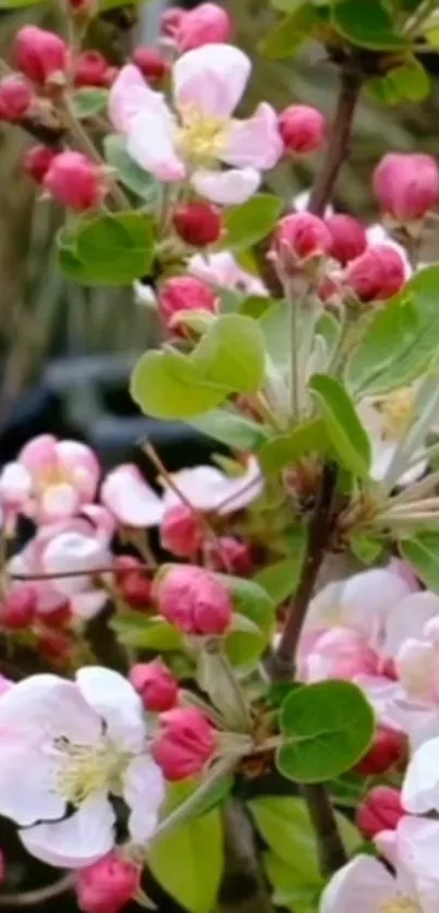 Close-up of pink cherry blossoms with lush green leaves.