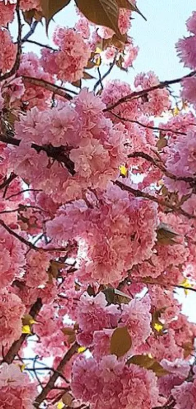 Pink blossom mobile wallpaper with vibrant cherry flowers in springtime.