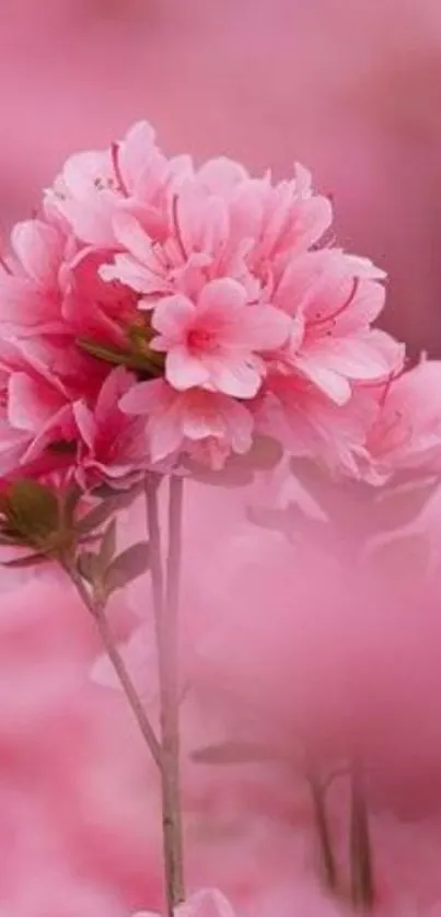 Pink floral blossom wallpaper for mobile.