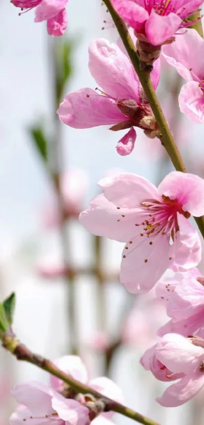 Pink blossoms on branches with a soft focus background.