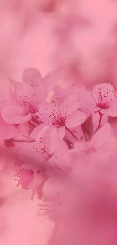 Pink blossom wallpaper with soft spring flowers.