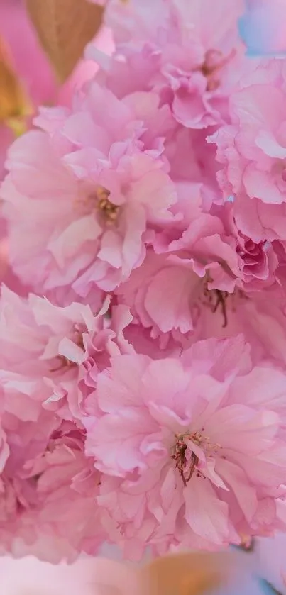 Pink cherry blossoms in full bloom wallpaper.