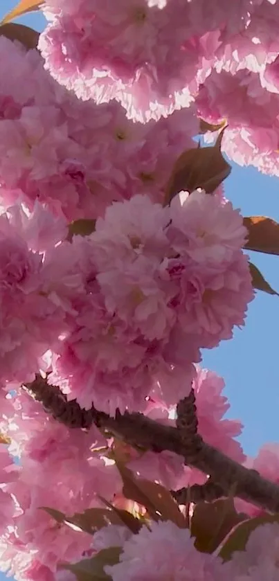 Pink blossom flowers against a blue sky, perfect for mobile wallpaper.