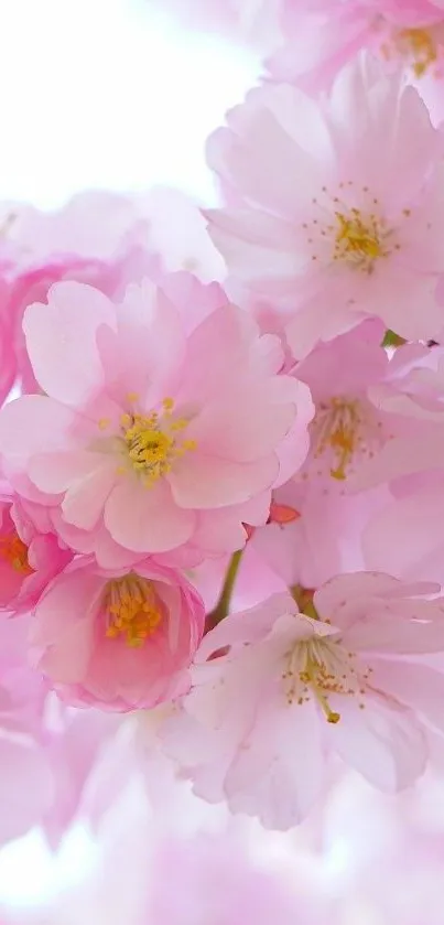 Beautiful pink cherry blossoms wallpaper with soft pastel colors.