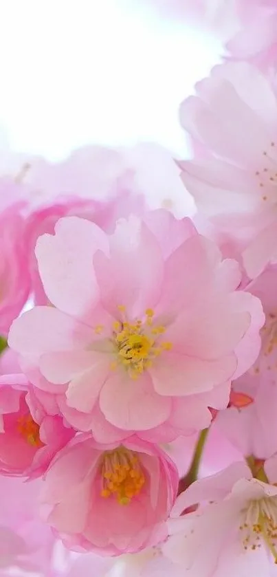 Serene pink cherry blossom mobile wallpaper.