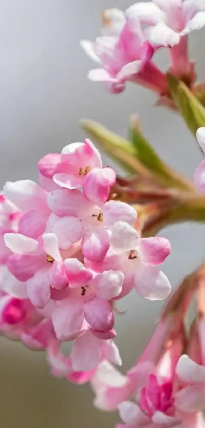 Close-up of pink blossom flowers against soft background.