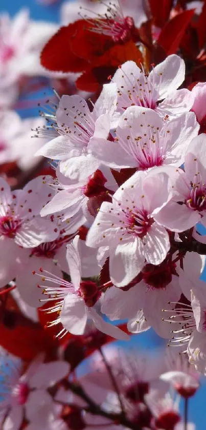 Close-up of pink blossoms against a blue sky.