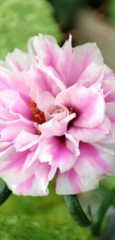 Vibrant pink flower with green leaves wallpaper.