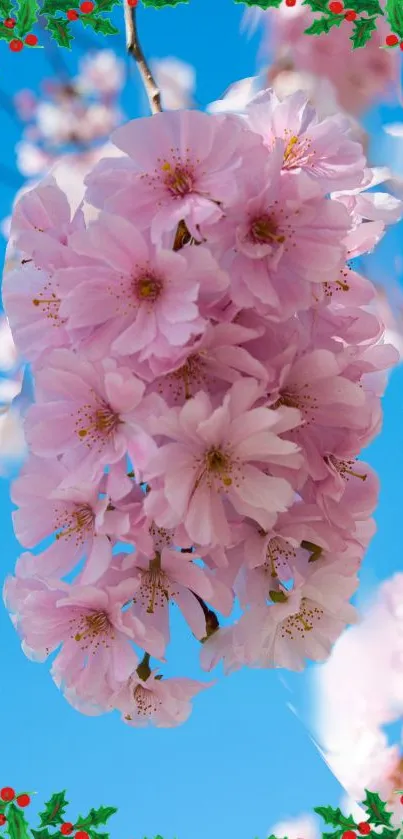 Beautiful pink cherry blossoms on a vibrant blue sky background, framed by green holly.