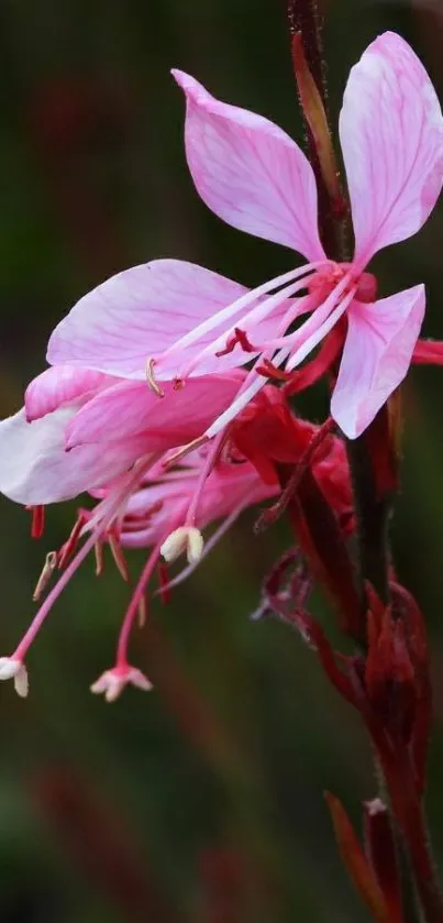 Close-up of pink blossoms on a green background wallpaper.