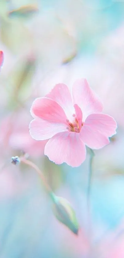 Delicate pink blossom on soft pastel backdrop for mobile wallpaper.