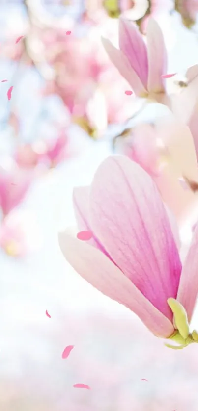 Mobile wallpaper with pink magnolia blossoms.