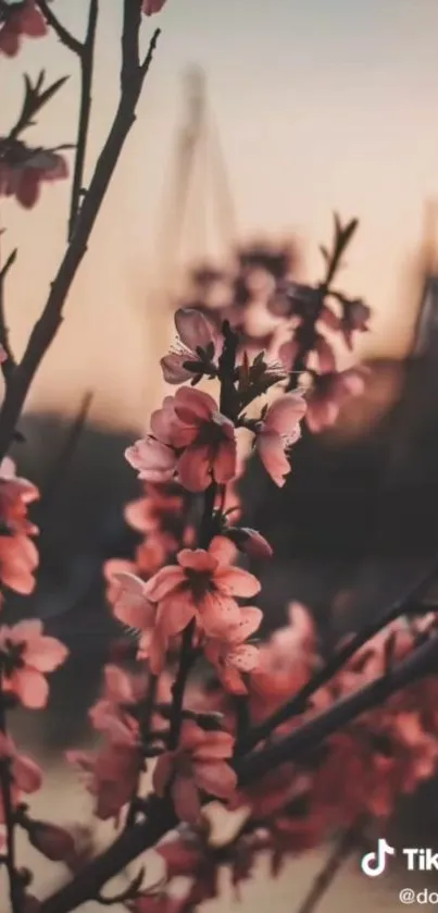 Pink blossoms against a sunset backdrop, creating a serene mobile wallpaper.