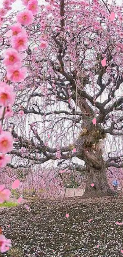 A beautiful tree with pink blossoms creates a serene mobile wallpaper background.