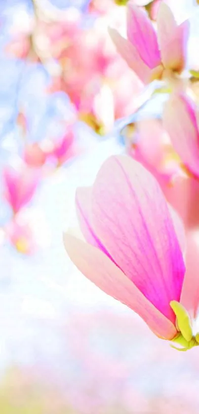 Pink blossom with pastel background, vibrant and serene floral wallpaper.