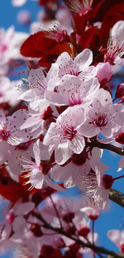 Pink cherry blossoms against a vivid blue sky.