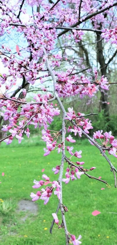 Pink blossoms on a tree branch with green grass.